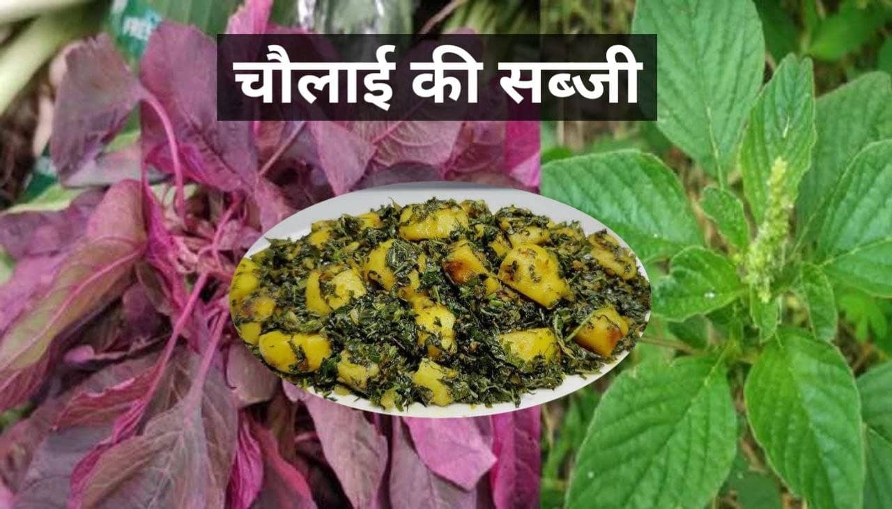 चौलाई