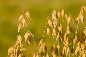 Instant Oats और Steel-Cut Oats